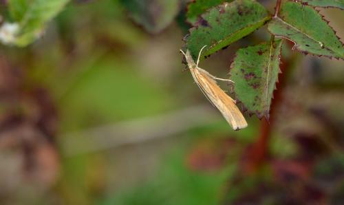 Agriphila tristella